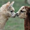 Apron - Kissing Alpacas