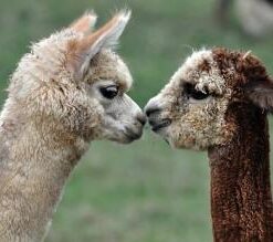 Apron - Kissing Alpacas