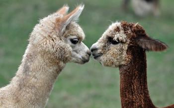 Apron - Kissing Alpacas
