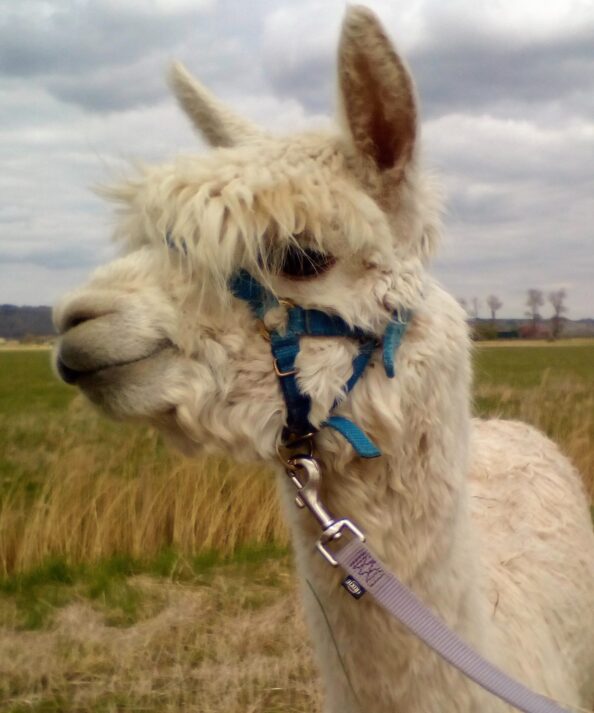 Adoption pack - Billy Alpaca