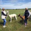 Alpaca Trekking Experience - Alpaca Annie Kent London