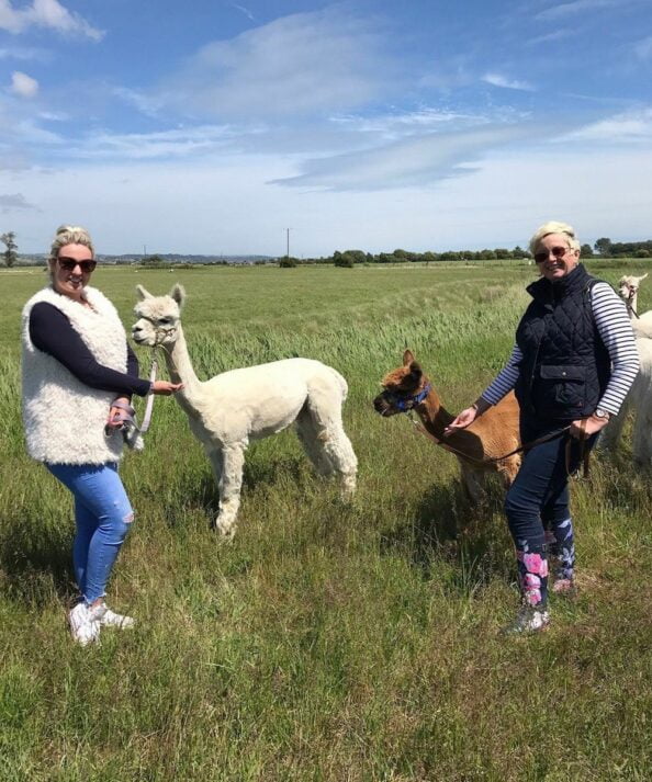 Alpaca Trekking Experience - Alpaca Annie Kent London