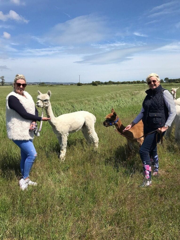 Alpaca Trekking Experience - Alpaca Annie Kent London