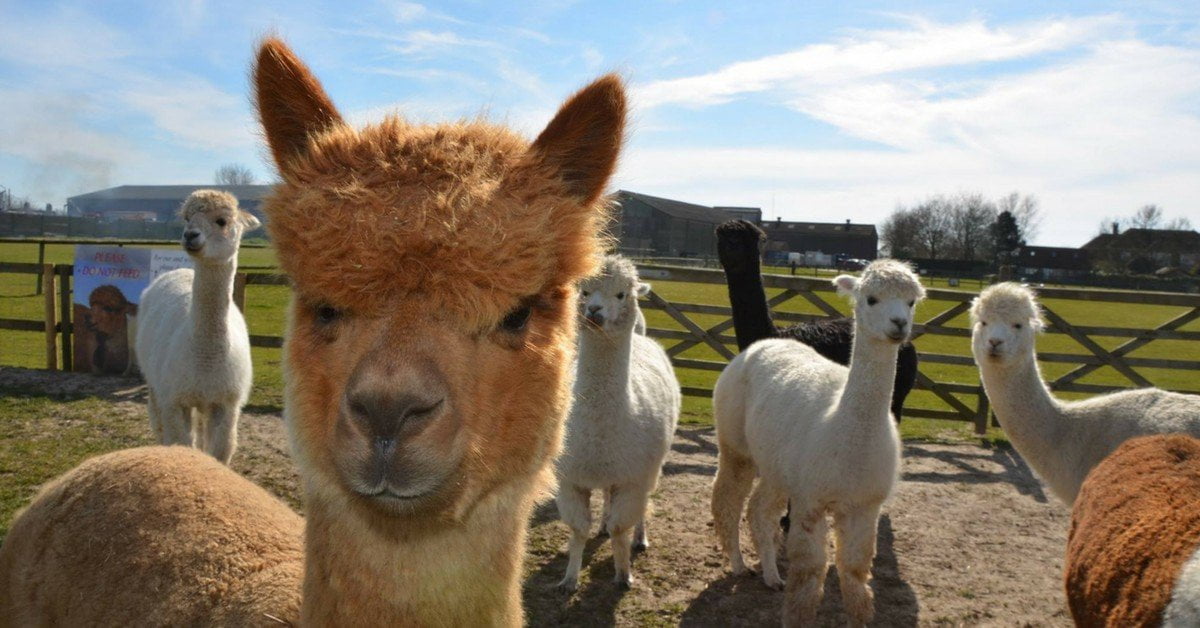 Alpaca Updates