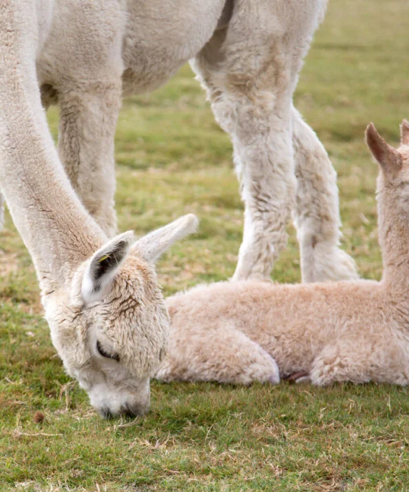 Meet & Greet with an Alpaca
