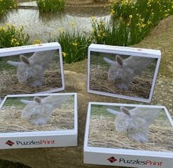 Kubi Alpaca at Haguelands Farm 500pc Puzzle