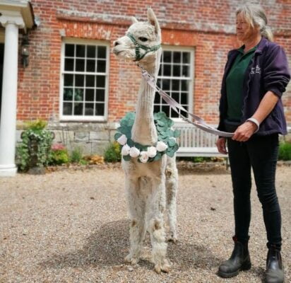 Alpaca Annie - Alpaca Wedding Hire Kent