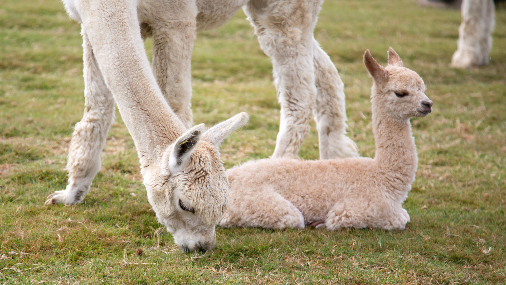 Alpaca Annie Things To Do In Kent Trekking Summer Holidays