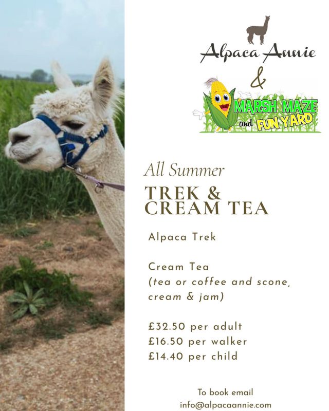 Alpaca Trek Cream Tea Marsh Maze Alpaca Annie