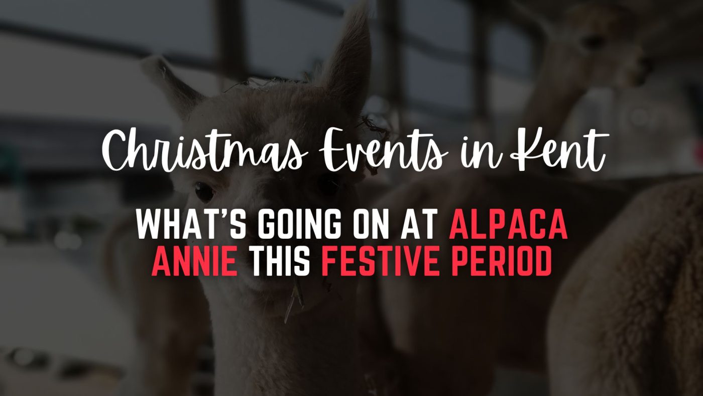 Alpaca Annie Christmas Events In Kent 2025