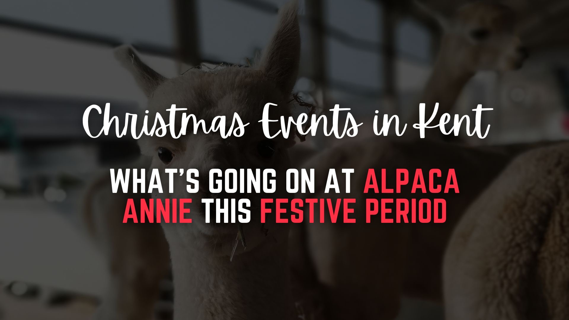 Alpaca Annie Christmas Events In Kent 2025