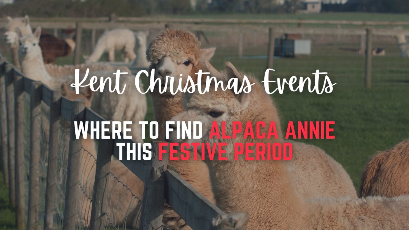 Alpaca Annie Christmas Events Kent