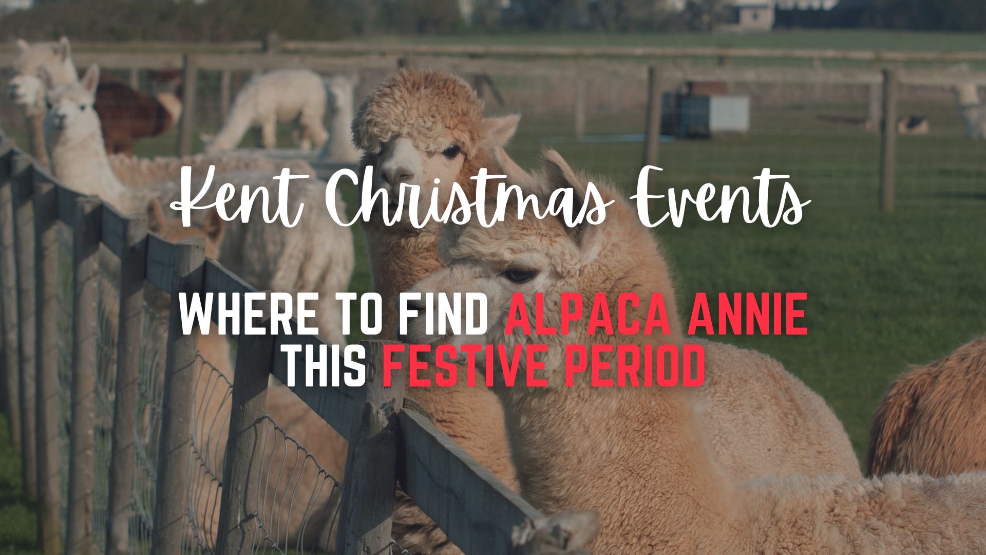 Alpaca Annie Christmas Events Kent