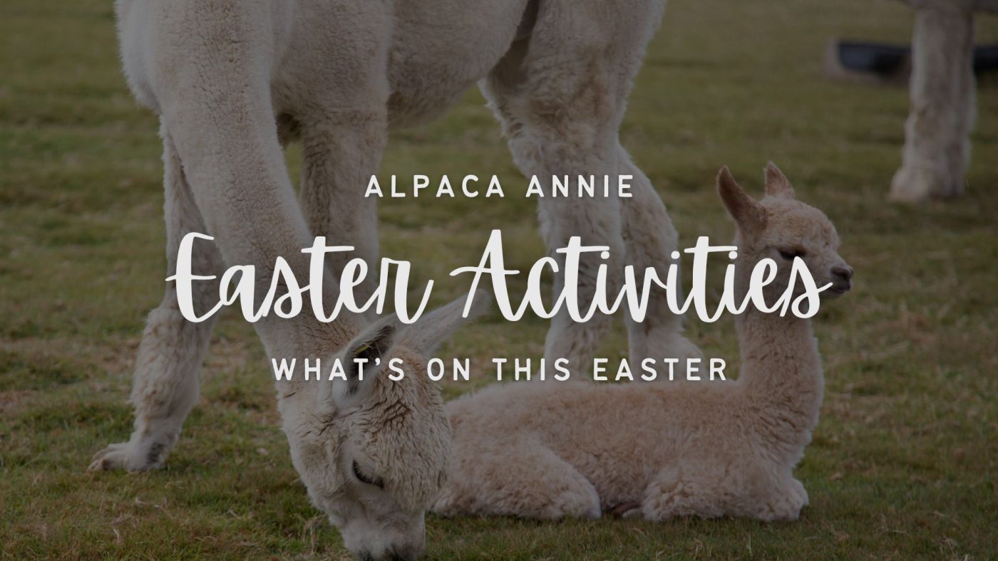 Alpaca Annie Easter Activities Kent
